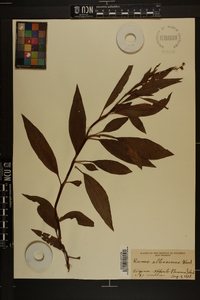 Rumex altissimus image