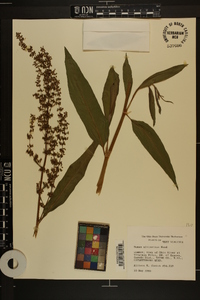 Rumex altissimus image