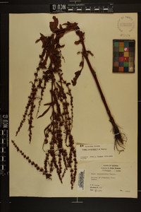 Rumex altissimus image