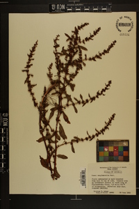 Rumex altissimus image