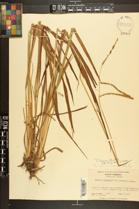 Paspalum laeve image