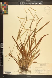 Paspalum laeve image