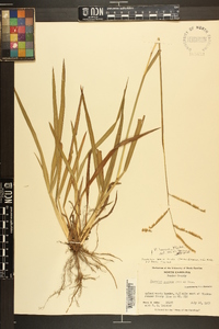 Paspalum laeve image