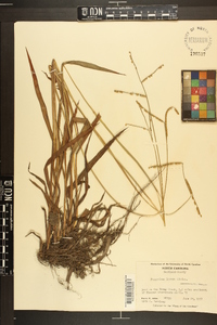 Paspalum laeve image