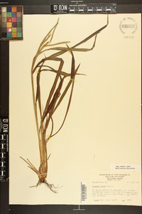 Paspalum laeve image