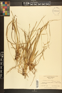 Paspalum laeve image