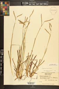 Paspalum laeve image