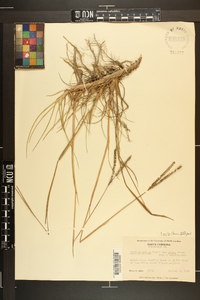 Paspalum notatum image