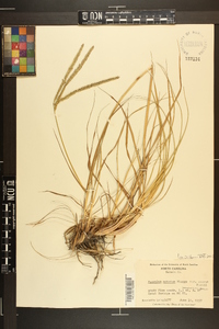 Paspalum notatum image