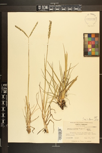 Paspalum notatum image