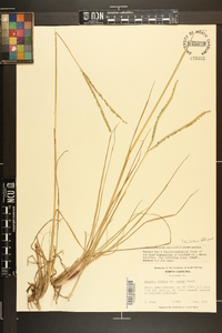 Paspalum notatum image