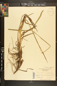 Paspalum notatum image