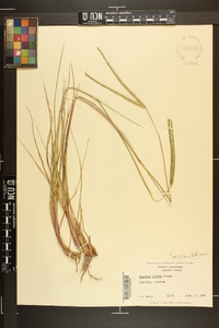 Paspalum notatum image