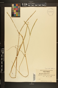 Paspalum notatum image