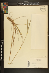 Paspalum notatum image