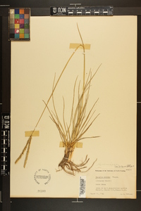 Paspalum notatum image