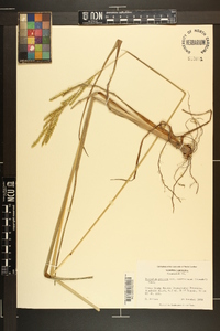 Paspalum praecox image