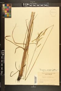 Paspalum praecox image