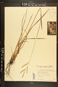 Paspalum praecox image