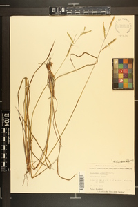 Paspalum praecox image