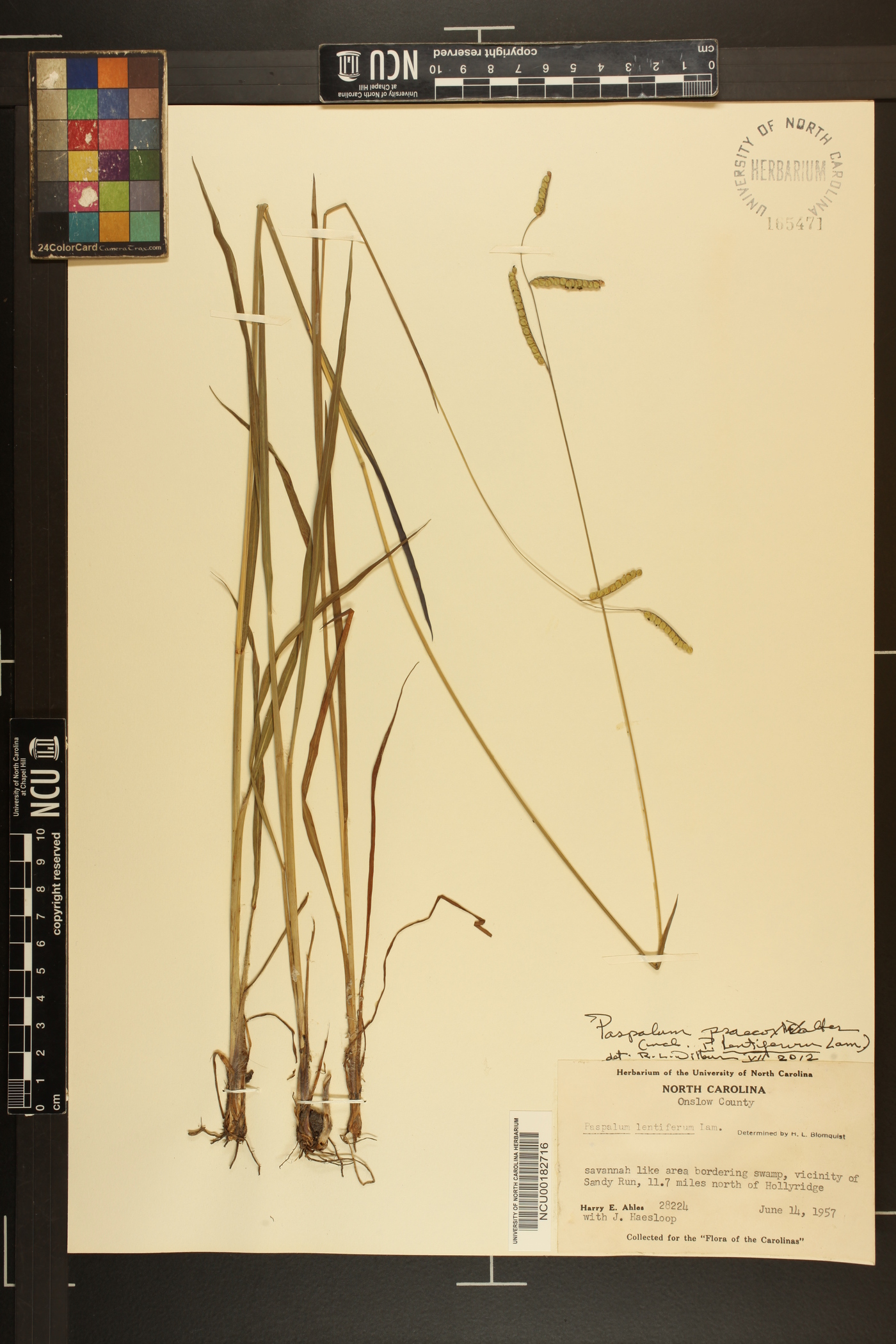 Paspalum praecox image