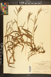 Paspalum pubiflorum image