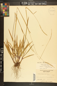 Paspalum setaceum var. ciliatifolium image