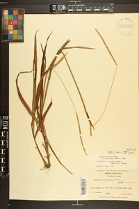 Paspalum setaceum var. ciliatifolium image