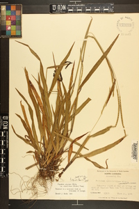 Paspalum setaceum var. ciliatifolium image