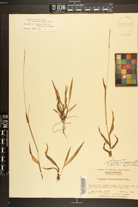 Paspalum setaceum var. ciliatifolium image