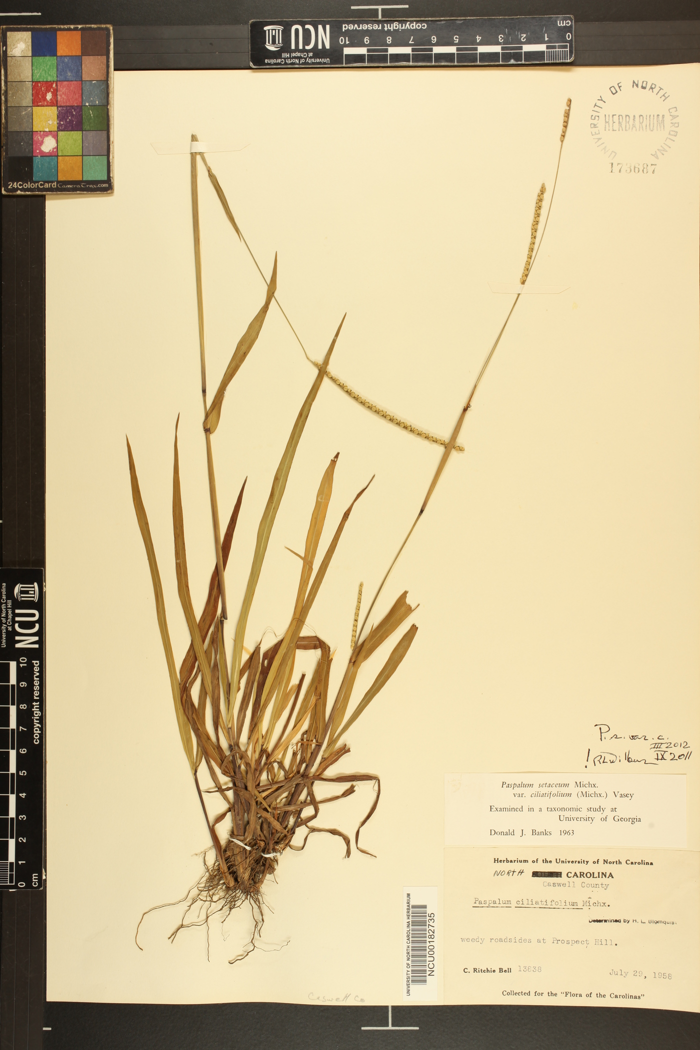 Paspalum setaceum var. ciliatifolium image