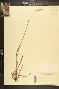 Paspalum setaceum var. ciliatifolium image