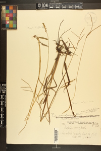 Paspalum setaceum var. ciliatifolium image