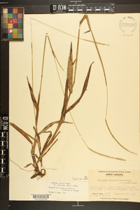 Paspalum setaceum var. ciliatifolium image