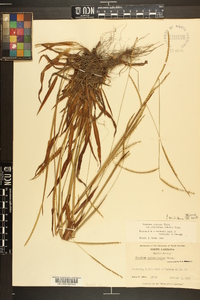 Paspalum setaceum var. ciliatifolium image