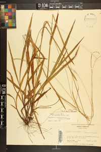 Paspalum setaceum var. ciliatifolium image