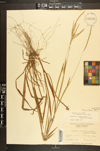 Paspalum setaceum var. ciliatifolium image