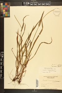 Paspalum setaceum var. ciliatifolium image