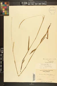 Paspalum setaceum var. ciliatifolium image