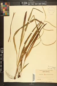 Paspalum setaceum var. ciliatifolium image
