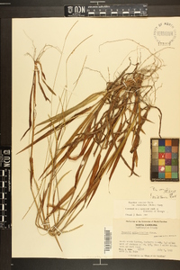 Paspalum setaceum var. ciliatifolium image