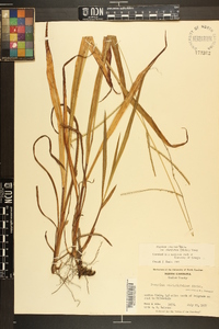 Paspalum setaceum var. ciliatifolium image