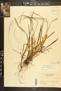 Paspalum setaceum var. muhlenbergii image