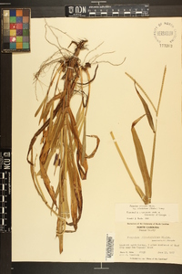 Paspalum setaceum var. ciliatifolium image