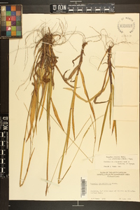 Paspalum setaceum var. ciliatifolium image