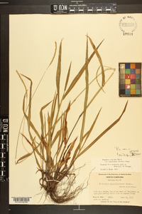 Paspalum setaceum var. ciliatifolium image