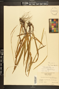 Paspalum setaceum var. ciliatifolium image