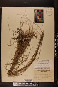 Sporobolus clandestinus image