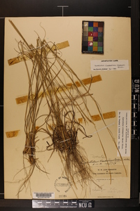 Sporobolus clandestinus image