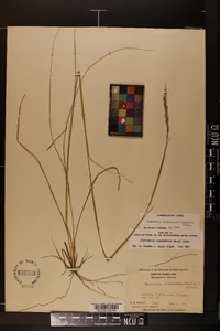 Sporobolus clandestinus image